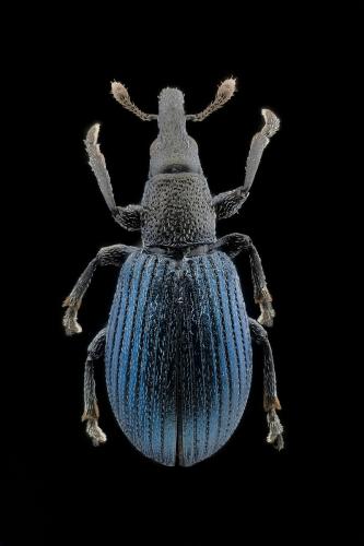 Réf. 300 780 : Perapion sp.